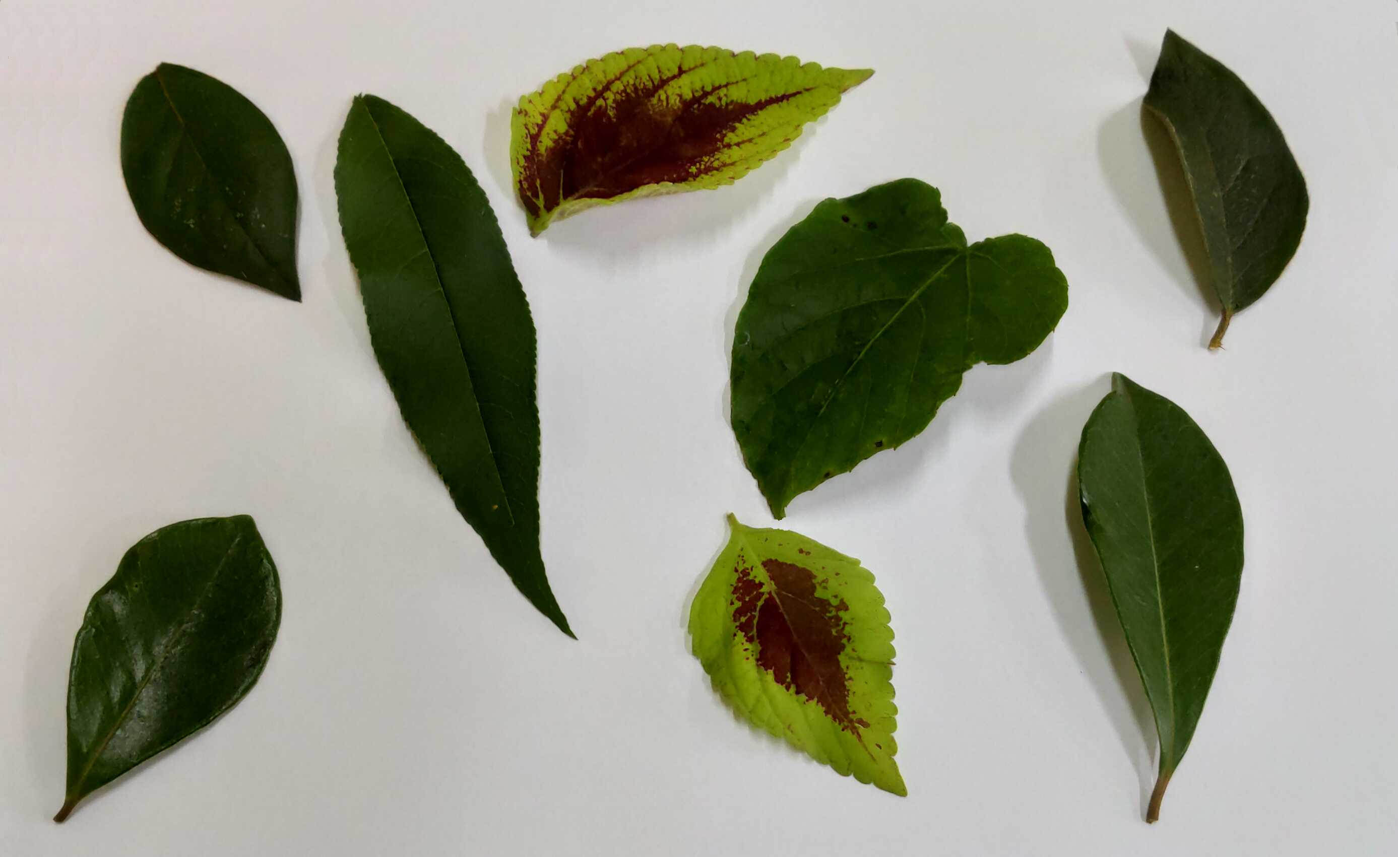 A image from the dataset